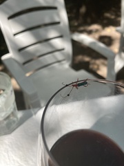 Compsocerus violaceus