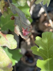 Cynips douglasii