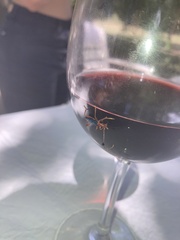 Compsocerus violaceus