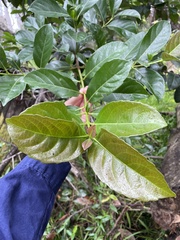 Viburnum