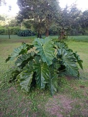 Thaumatophyllum undulatum