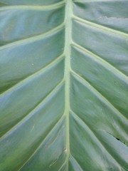 Thaumatophyllum undulatum