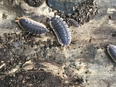 Porcellio echinatus