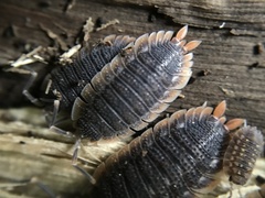 Porcellio echinatus