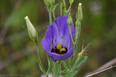 Eustoma russellianum