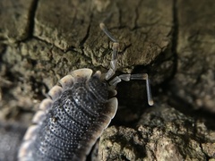 Porcellio echinatus