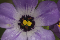 Eustoma russellianum