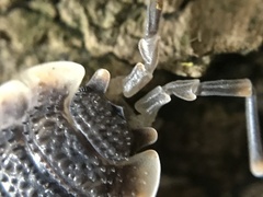 Porcellio echinatus