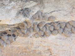 Petrochelidon pyrrhonota