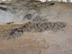 Petrochelidon pyrrhonota