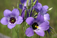 Eustoma russellianum