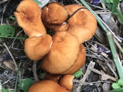 Marasmius vagus