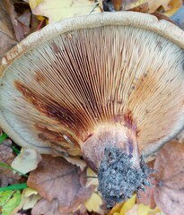 Paxillus ammoniavirescens