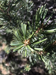 Pinus quadrifolia