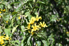 Dendroviguiera eriophora