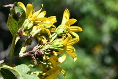 Dendroviguiera eriophora