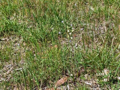 Thelymitra albiflora