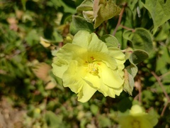 Gossypium davidsonii