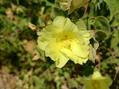 Gossypium davidsonii