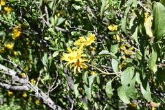 Dendroviguiera eriophora