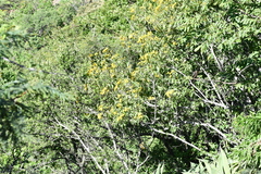 Dendroviguiera eriophora