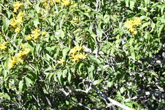Dendroviguiera eriophora