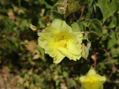 Gossypium davidsonii