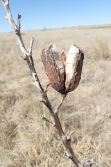 Yucca glauca