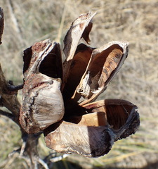 Yucca glauca
