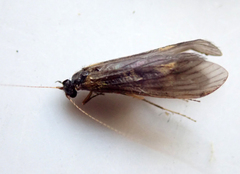 Mystacides longicornis