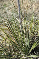 Yucca glauca