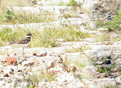 Charadrius vociferus