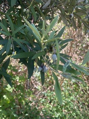 Pittosporum bicolor