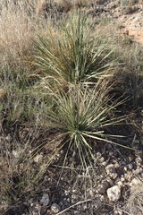 Yucca glauca