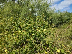 Gossypium davidsonii