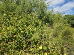 Gossypium davidsonii