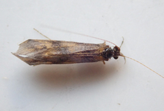 Mystacides longicornis