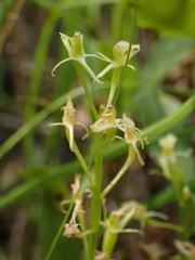 Liparis loeselii