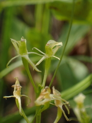 Liparis loeselii