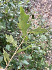 Quercus chapmanii