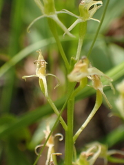 Liparis loeselii