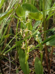 Liparis loeselii