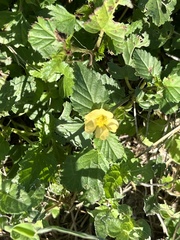 Malvastrum coromandelianum