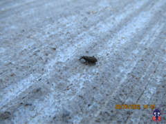 Sphenophorus parvulus