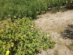 Gossypium davidsonii