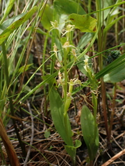Liparis loeselii