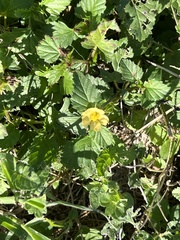 Malvastrum coromandelianum