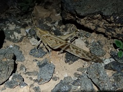 Schistocerca gregaria