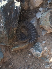 Crotalus tigris