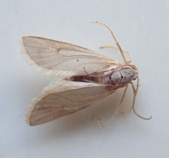 Acentria ephemerella